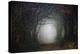 The scary forest-Phillipe Manguin-Premier Image Canvas