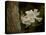 The Scent of the Gardenia-Jai Johnson-Premier Image Canvas