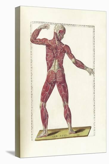 The Science of Human Anatomy by Bartholomeo Eustachi-Stocktrek Images-Stretched Canvas