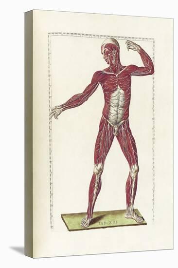 The Science of Human Anatomy by Bartholomeo Eustachi-Stocktrek Images-Stretched Canvas