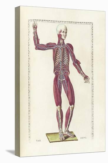 The Science of Human Anatomy by Bartholomeo Eustachi-Stocktrek Images-Stretched Canvas