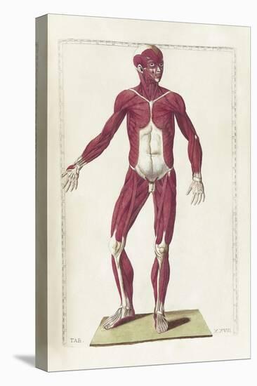 The Science of Human Anatomy by Bartholomeo Eustachi-Stocktrek Images-Stretched Canvas