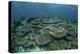 The Seafloor Is Covered by Reef-Building Corals in Indonesia-Stocktrek Images-Premier Image Canvas