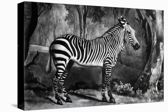 The Sebra, or Wild Ass, Engraved by George Townley Stubbs, 1771 (Mezzotint)-George Stubbs-Premier Image Canvas