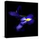 The Sensuality Of The Blue Iris-Magda Indigo-Stretched Canvas