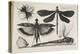 The Set of Butterflies, One of Twelve, 1646-Wenceslaus Hollar-Premier Image Canvas