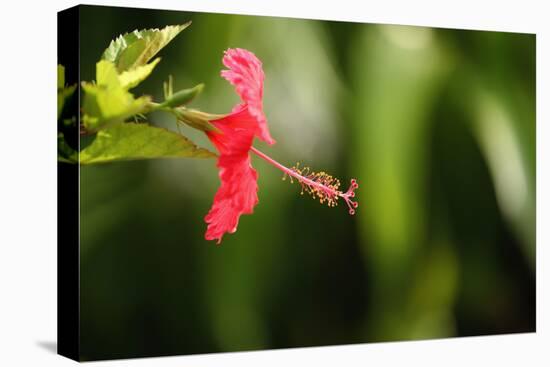 The Seychelles, La Digue, Hibiscus, Red Blossom-Catharina Lux-Premier Image Canvas