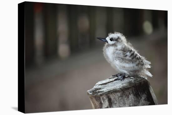 The Seychelles, La Digue, Young Bird-Catharina Lux-Premier Image Canvas