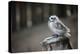 The Seychelles, La Digue, Young Bird-Catharina Lux-Premier Image Canvas