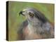 The Sharp Shinned Hawk-Jai Johnson-Premier Image Canvas