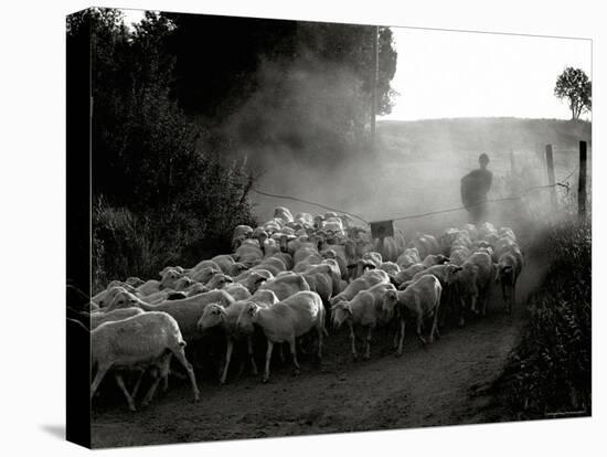 The Shepherd-Monika Brand-Premier Image Canvas