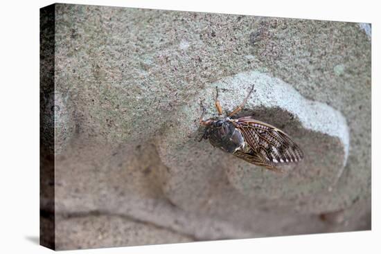 The Short Cicada of the Life Is Enjoying the End of Summer also in the Insect-Ryuji Adachi-Premier Image Canvas
