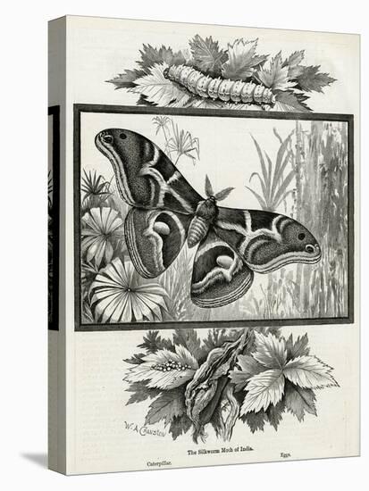 The Silkworm Moth of India-W.A. Cranston-Stretched Canvas