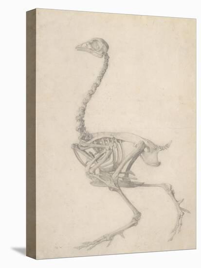 The Skeleton of a Fowl-George Stubbs-Premier Image Canvas