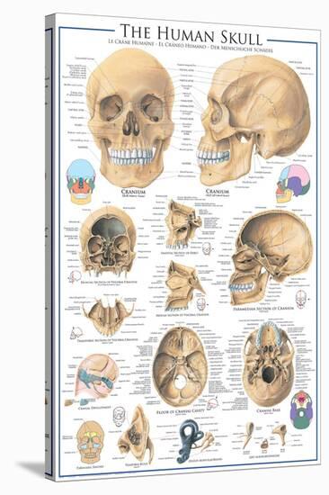 The Skull-null-Stretched Canvas