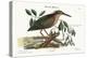 The Small Bittern, 1749-73-Mark Catesby-Premier Image Canvas