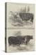 The Smithfield Club Cattle Show, Prize Cattle-Harrison William Weir-Premier Image Canvas