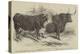 The Smithfield Club Prize Cattle Show-Harrison William Weir-Premier Image Canvas