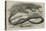 The Snake-Eating Serpent in the Zoological Society's Gardens-Thomas W. Wood-Premier Image Canvas
