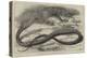 The Snake-Eating Serpent in the Zoological Society's Gardens-Thomas W. Wood-Premier Image Canvas