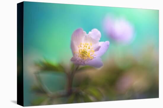 The softest spring ll-Heidi Westum-Premier Image Canvas