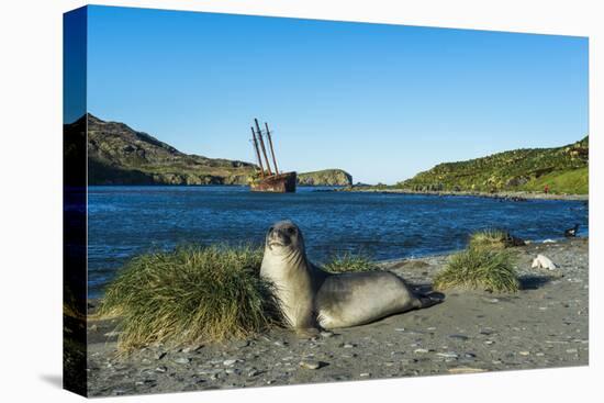 The southern elephant seal (Mirounga leonina) in front of an old whaling boat, Ocean Harbour, South-Michael Runkel-Premier Image Canvas