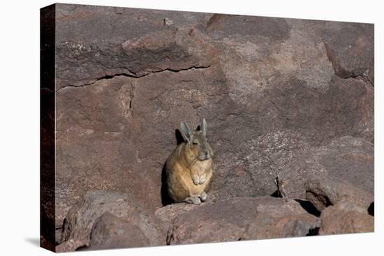 The Southern Vizcacha Found in the Peruvian Andes, are Rodents-Mallorie Ostrowitz-Premier Image Canvas