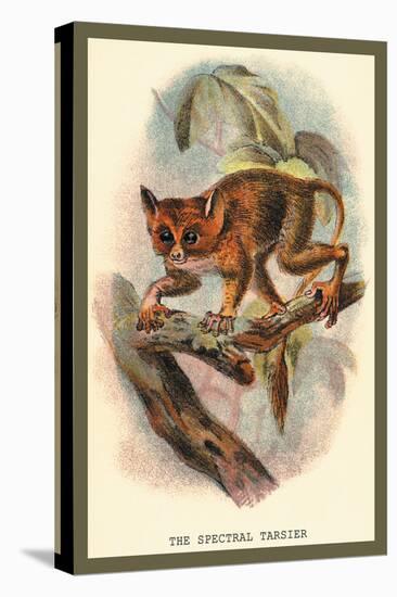 The Spectral Tarsier-Sir William Jardine-Stretched Canvas