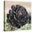 The Succulent-Ashley Davis-Stretched Canvas