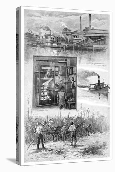 The Sugar Industry, Richmond River, New South Wales, Australia, 1886-JR Ashton-Premier Image Canvas