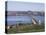 The Tay Bridge, Dundee, Angus, Scotland, United Kingdom-Adam Woolfitt-Premier Image Canvas