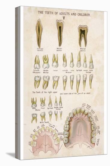 The Teeth of Adults and Children-null-Premier Image Canvas