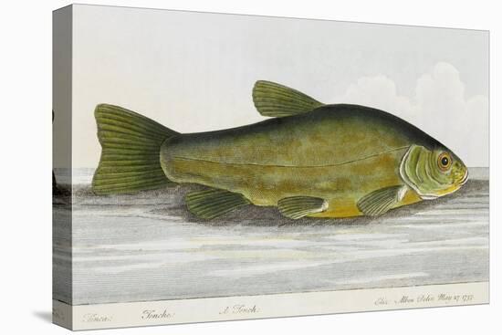 The Tench-E. Albin-Premier Image Canvas