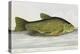 The Tench-E. Albin-Premier Image Canvas