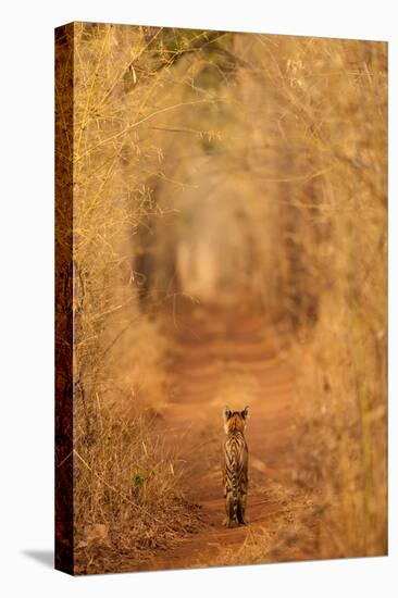 The Tiger in the Tunnel-AB Apana-Premier Image Canvas