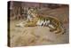 The Tiger-John Charles Dollman-Premier Image Canvas
