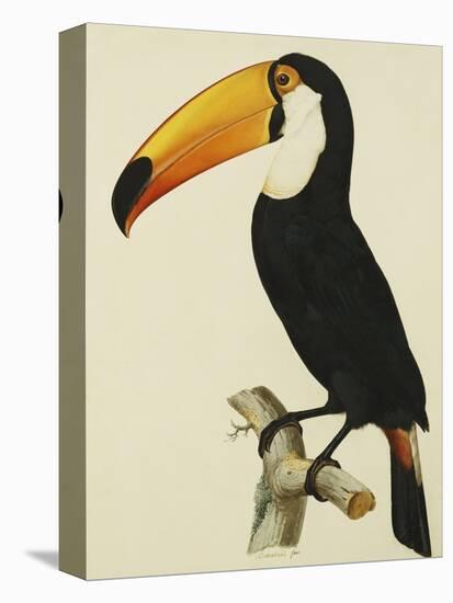 The Toco Toco Toucan (Ramphastos Toco)-Jacques Barraband-Premier Image Canvas