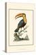 The Toco Toucan-George Edwards-Stretched Canvas