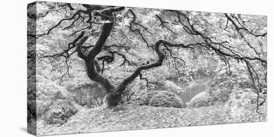 The Tree Final B&W-Moises Levy-Stretched Canvas