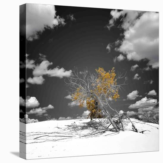 The Tree That Would Not Die-Philippe Sainte-Laudy-Premier Image Canvas