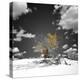 The Tree That Would Not Die-Philippe Sainte-Laudy-Premier Image Canvas