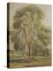 The Tree (W/C)-John Constable-Premier Image Canvas