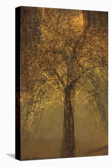 The Trees of Life VI-Doug Chinnery-Premier Image Canvas