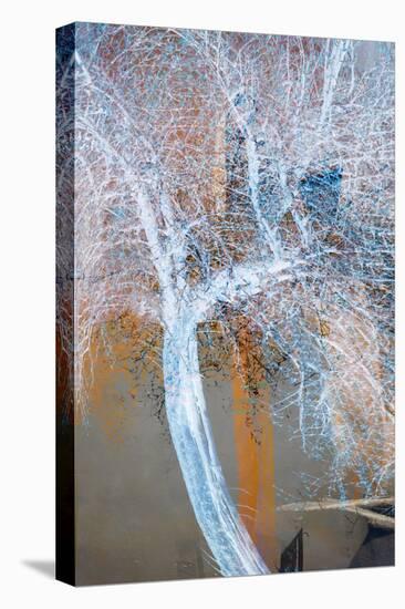 The Trees of Life VII-Doug Chinnery-Premier Image Canvas