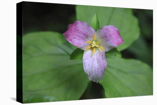 The trillium is a perennial flowering plant native to temperate regions of North America and Asia.-Mallorie Ostrowitz-Premier Image Canvas