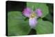 The trillium is a perennial flowering plant native to temperate regions of North America and Asia.-Mallorie Ostrowitz-Premier Image Canvas