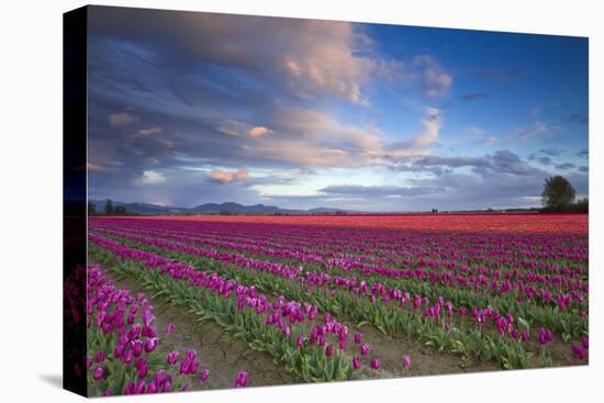 The Tulips Of The Skagit Valley Are In Full Bloom During An Amazing Spring Sunset-Jay Goodrich-Premier Image Canvas