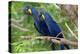 The Two Hyacinth Macaw-Howard Ruby-Premier Image Canvas