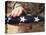 The United States Flag is a Symbol for Independence-Stocktrek Images-Premier Image Canvas