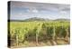 The vineyards of Sancerre, France. Known for its fine wines from grape varities such as pinot noir -Julian Elliott-Premier Image Canvas